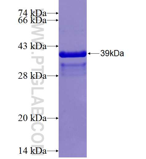GLI1 fusion protein Ag24731 SDS-PAGE GLI1 fusion protein Ag24731 SDS-PAGE