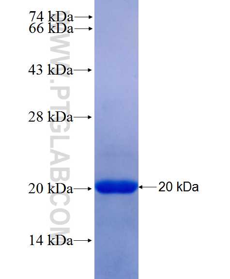 GLI1 fusion protein Ag24738 SDS-PAGE