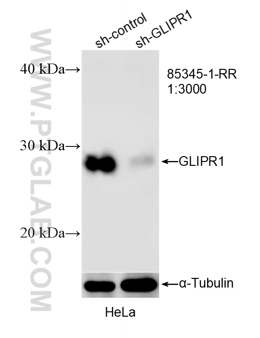 WB result of GLIPR1 antibody (85345-1-RR; 1:3000; incubated at room temperature for 1.5 hours) with sh-Control and sh-GLIPR1 transfected HeLa cells. WB analysis of HeLa using 85345-1-RR