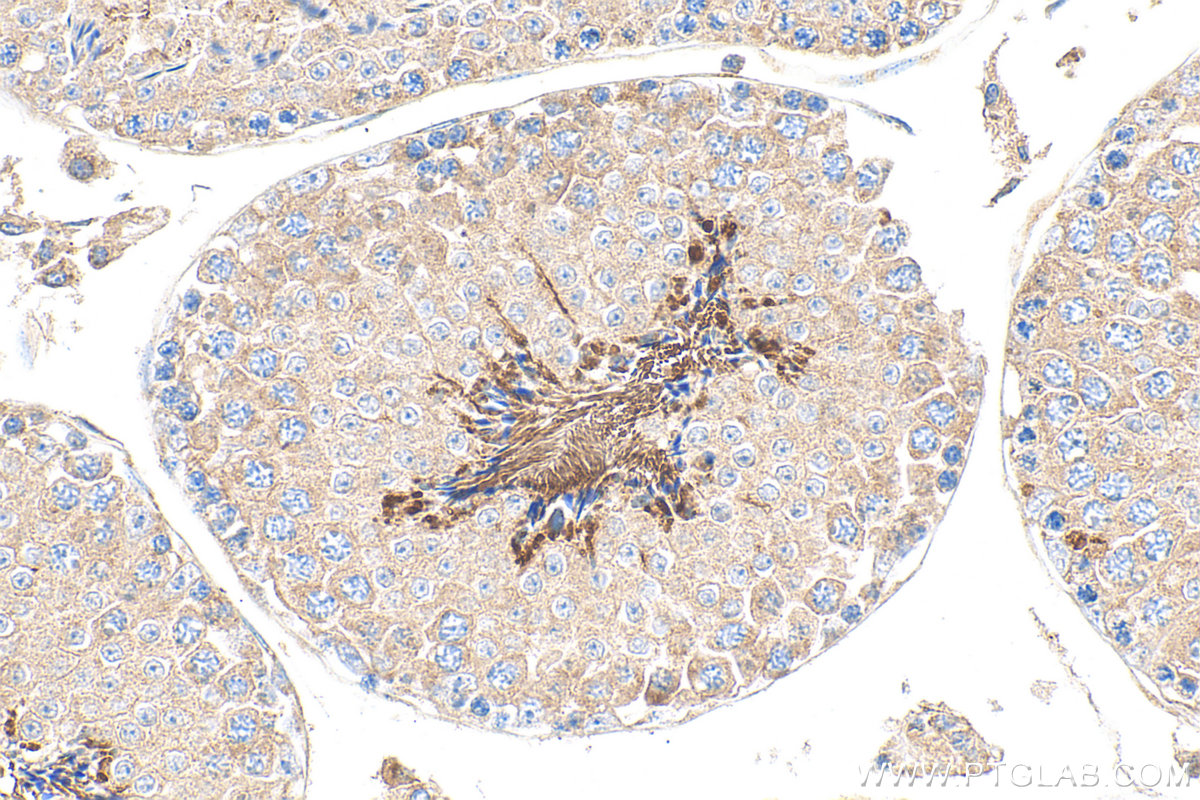 IHC staining of mouse testis using 20828-1-AP