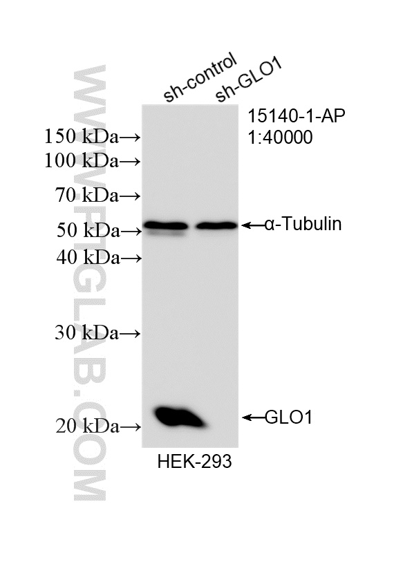 WB analysis of HEK-293 using 15140-1-AP