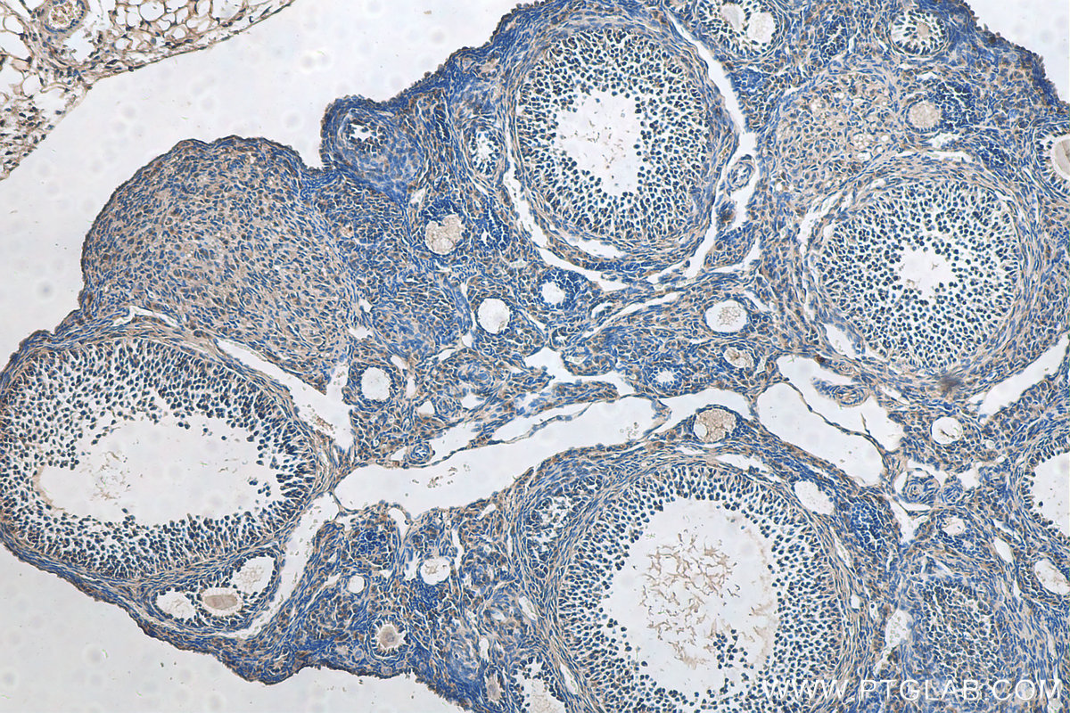 IHC staining of mouse ovary using 16788-1-AP