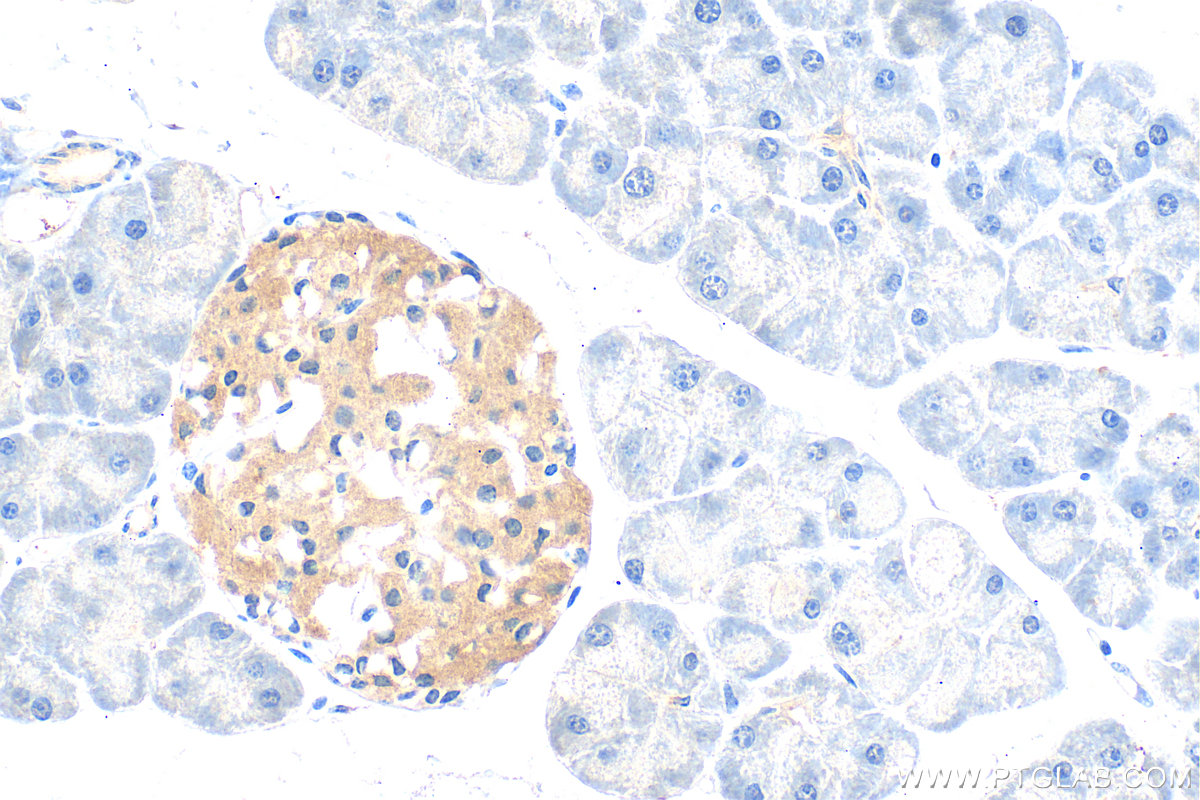 IHC staining of mouse pancreas using 26196-1-AP