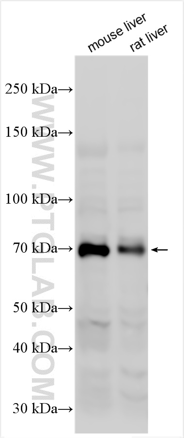 WB analysis using 22187-1-AP