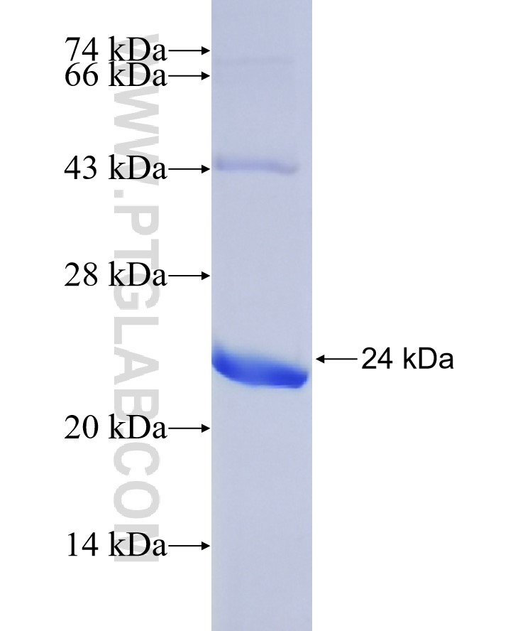 GLP2R fusion protein Ag16745 SDS-PAGE