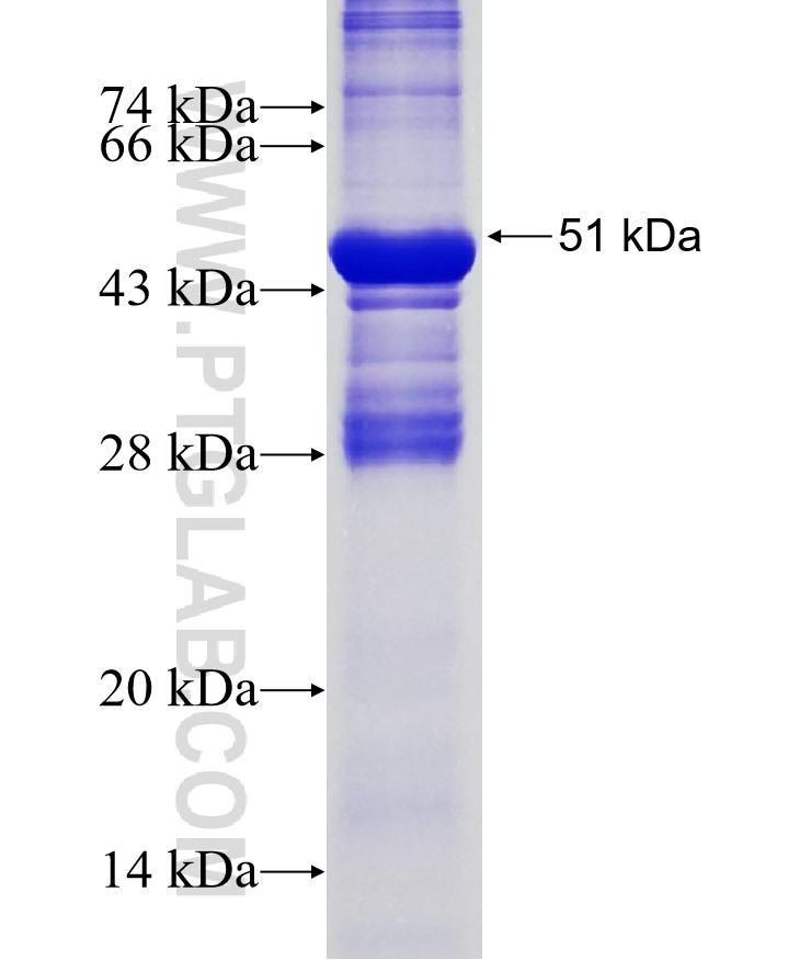 GLRA1 fusion protein Ag12431 SDS-PAGE