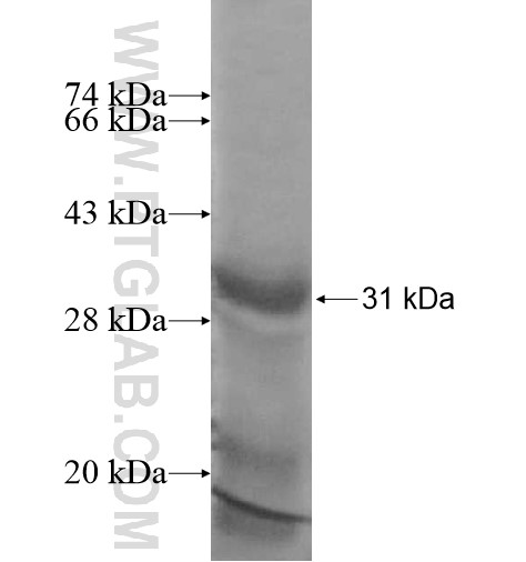 GLRA1 fusion protein Ag12442 SDS-PAGE GLRA1 fusion protein Ag12442 SDS-PAGE