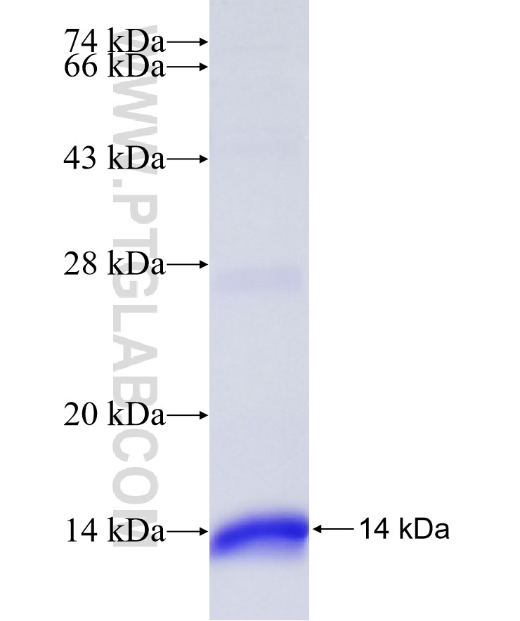 GLRX fusion protein Ag8681 SDS-PAGE