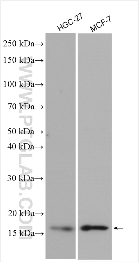 WB analysis using 13381-1-AP