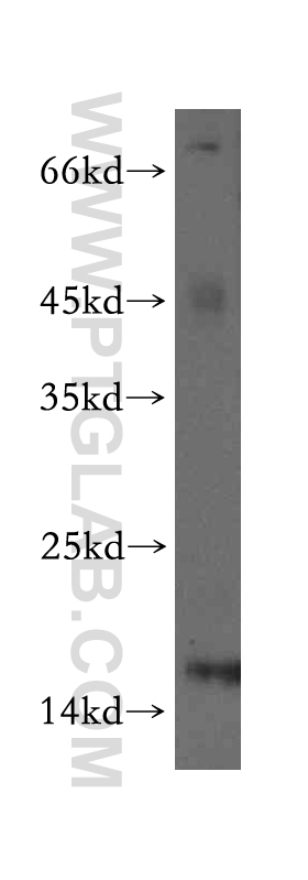 GLRX2 Polyclonal antibody