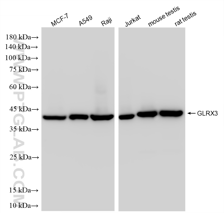 WB analysis using 86587-1-RR