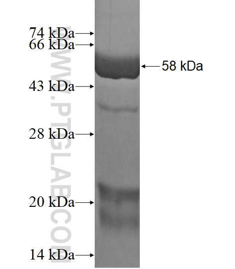 GLRX3 fusion protein Ag1775 SDS-PAGE