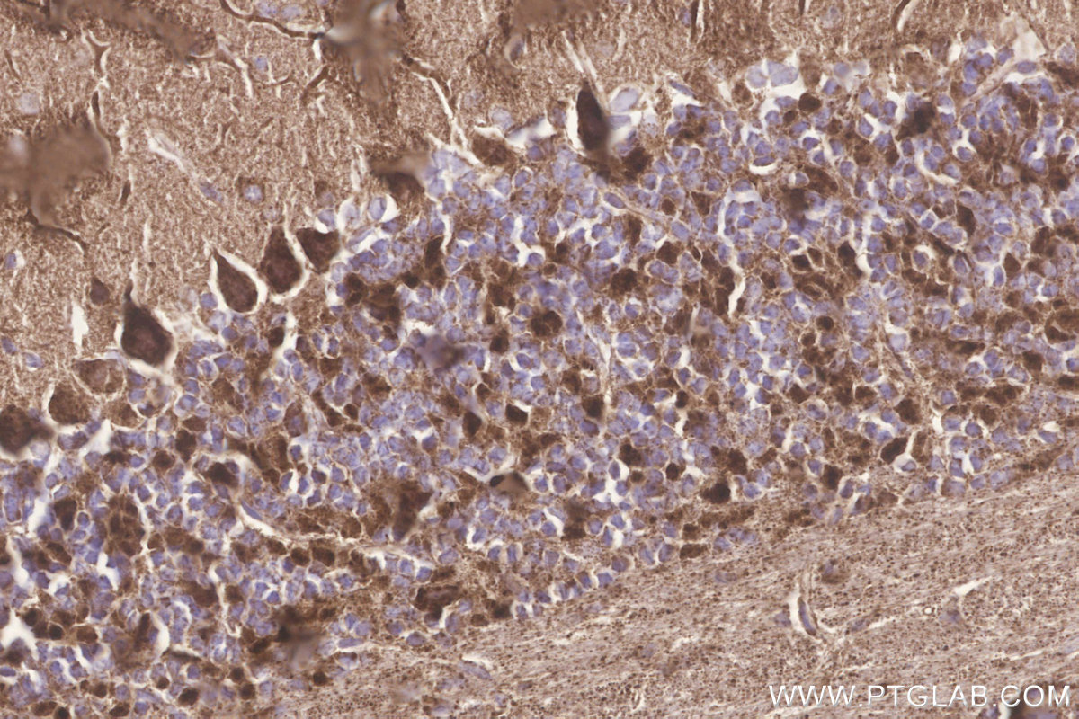 IHC staining of mouse cerebellum using 18884-1-AP