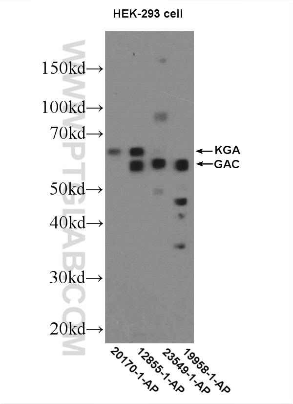 WB analysis of HEK-293 using 20170-1-AP