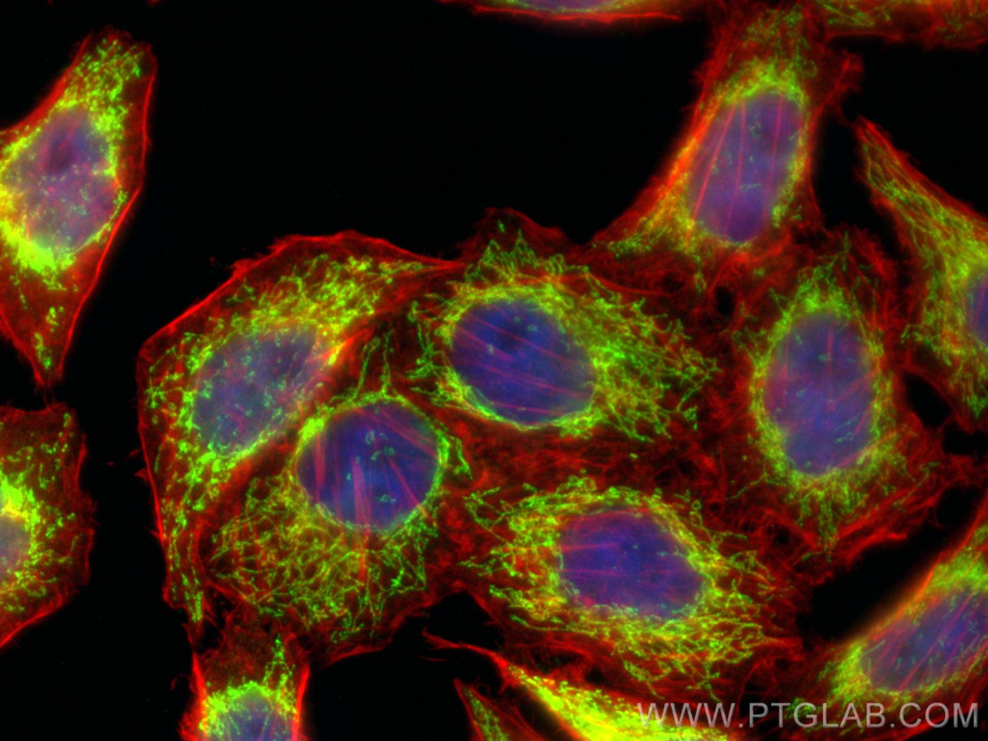 IF Staining of L02 using 29519-1-AP