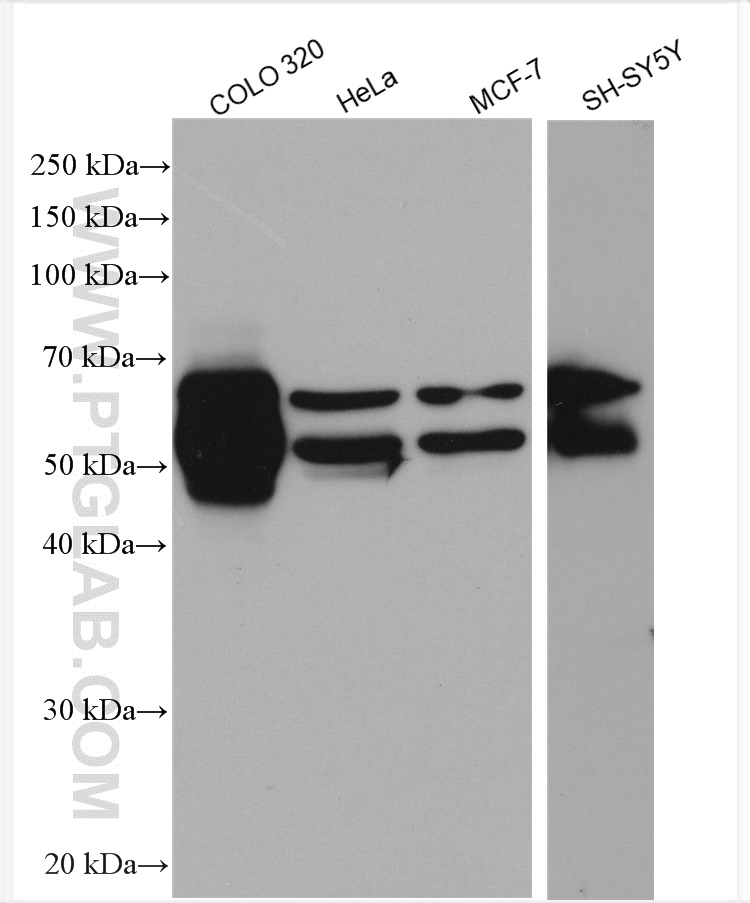 WB analysis using 29519-1-AP