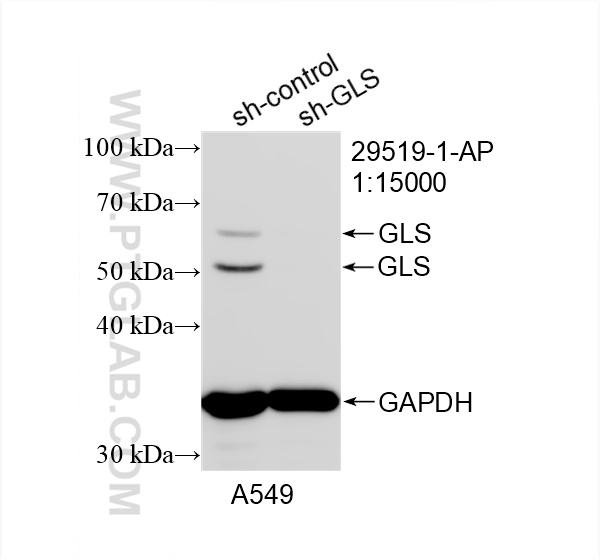 WB analysis of A549 using 29519-1-AP