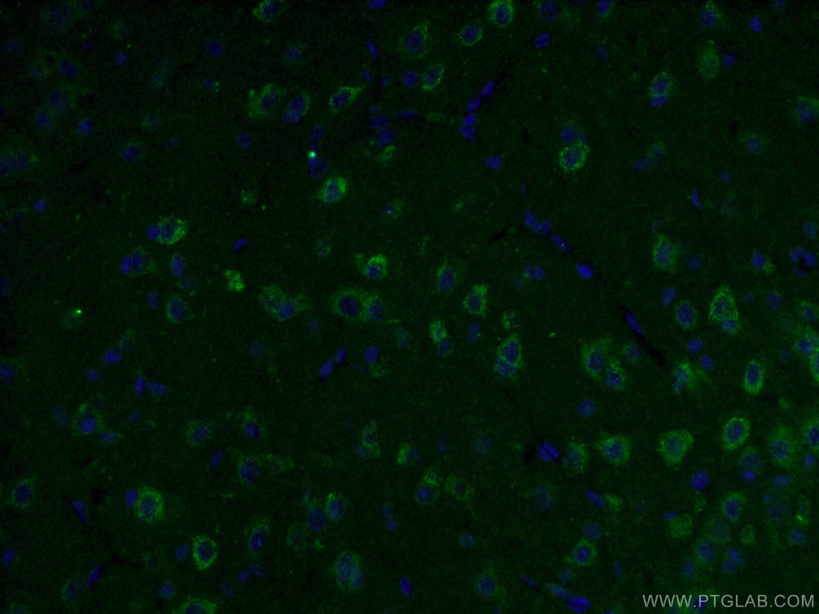 IF Staining of mouse brain using 66265-1-Ig