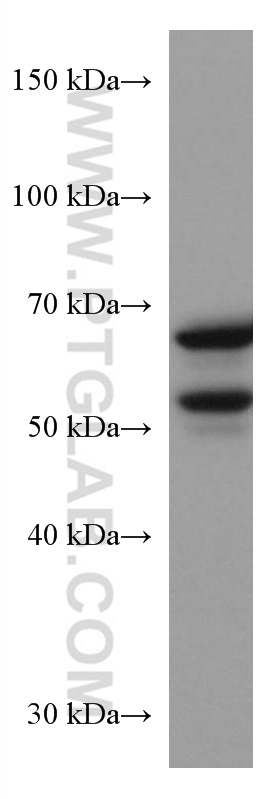 WB analysis of NIH/3T3 using 66265-1-Ig