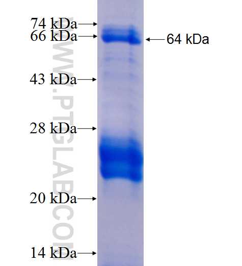 GLTSCR2 fusion protein Ag26358 SDS-PAGE