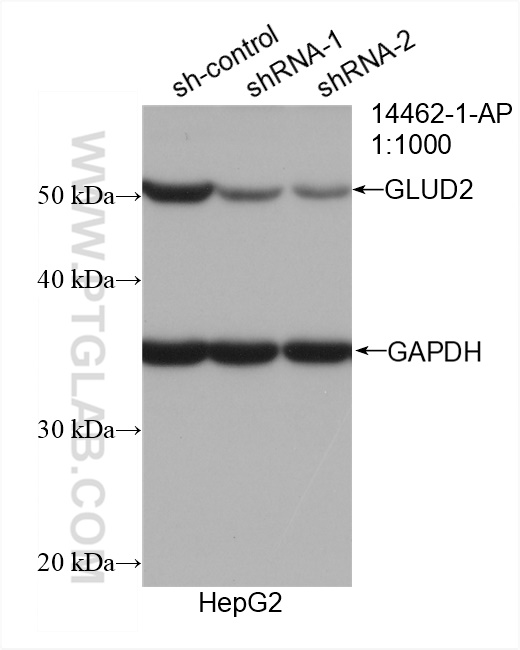 WB analysis of HepG2 using 14462-1-AP