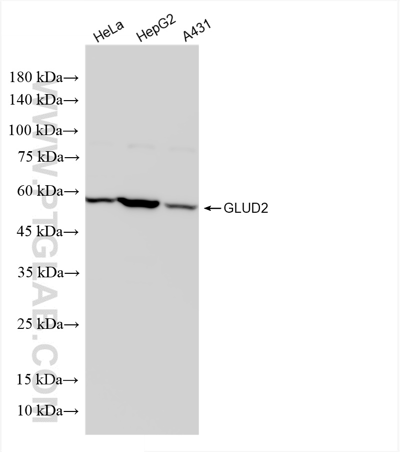 WB analysis using 85602-5-RR