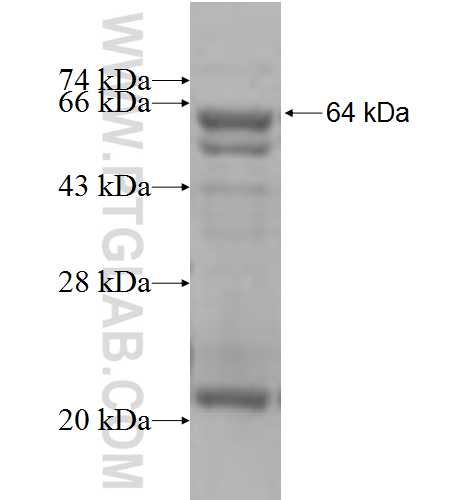 GLUD2 fusion protein Ag5748 SDS-PAGE