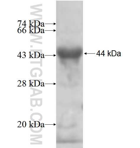 GLUD2 fusion protein Ag5870 SDS-PAGE GLUD2 fusion protein Ag5870 SDS-PAGE