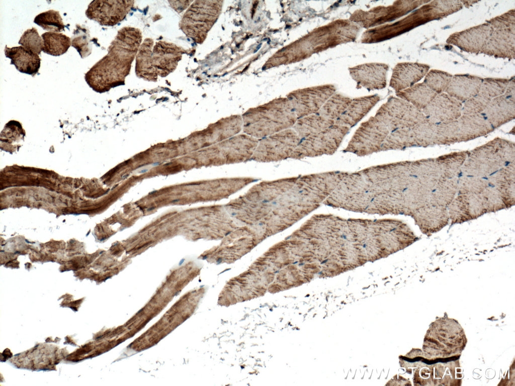 IHC staining of mouse skeletal muscle using 21048-1-AP