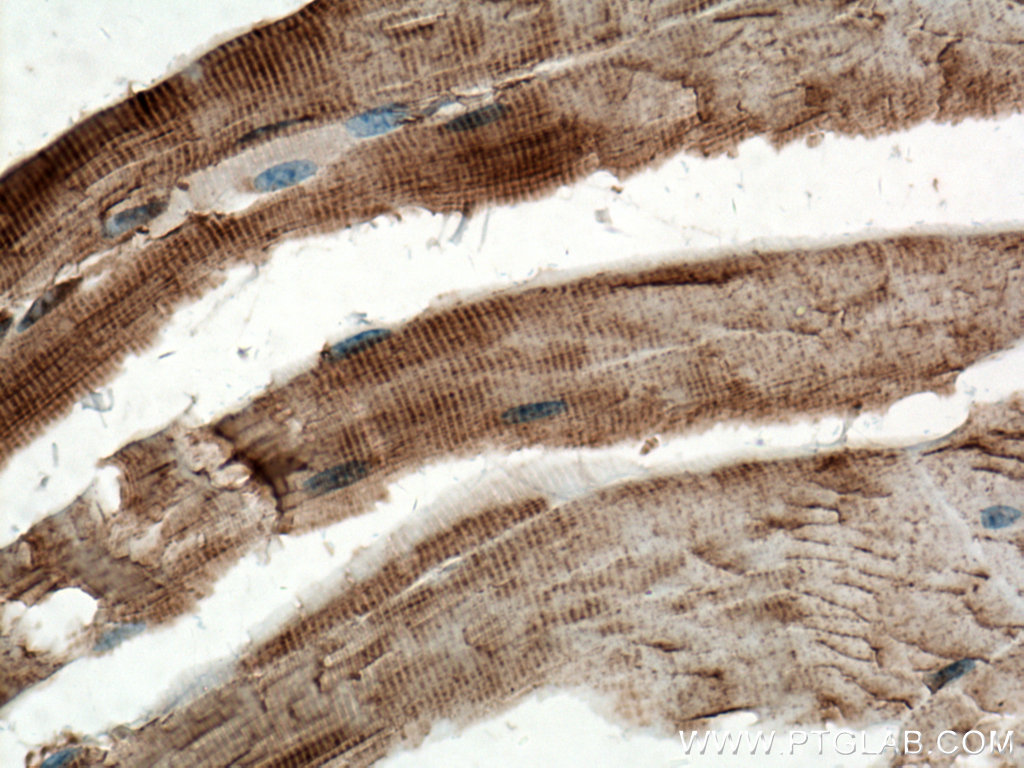 IHC staining of mouse skeletal muscle using 21048-1-AP