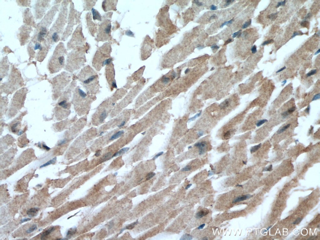 IHC staining of mouse heart using 66846-1-Ig