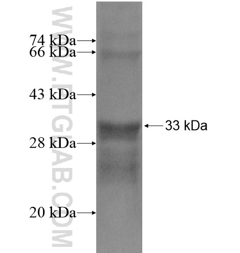 GLUT4 fusion protein Ag15390 SDS-PAGE