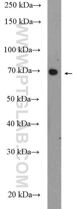 WB analysis of Caco-2 using 27571-1-AP