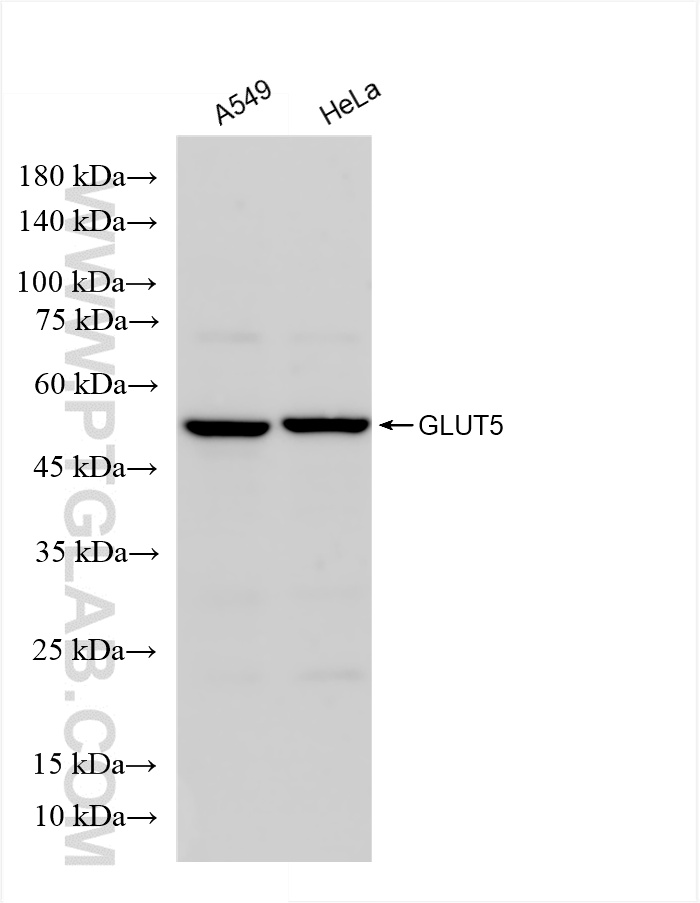 WB analysis using 85878-1-RR (same clone as 85878-1-PBS)