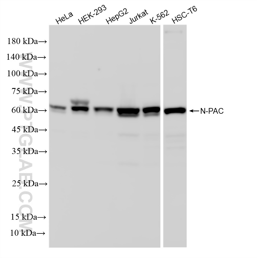 WB analysis using 86877-1-RR (same clone as 86877-1-PBS)