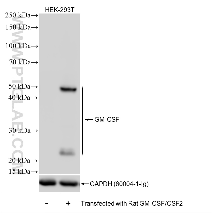 Non-transfected and rat GM-CS Transfected HEK-293T cells were subjected to SDS PAGE followed by western blot with 86923-1-RR (GM-CSF/CSF2 antibody) at dilution of 1:1000 incubated at room temperature for 1.5 hours. WB analysis of HEK-293T using 86923-1-RR