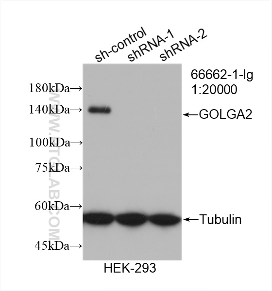 WB analysis of HEK-293 using 66662-1-Ig (same clone as 66662-1-PBS)