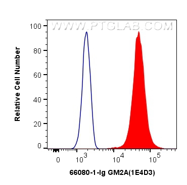 FC experiment of HEK-293 using 66080-1-Ig (same clone as 66080-1-PBS)