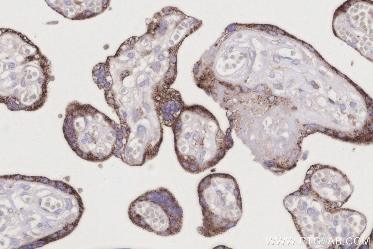 IHC staining of human placenta using 66080-1-Ig