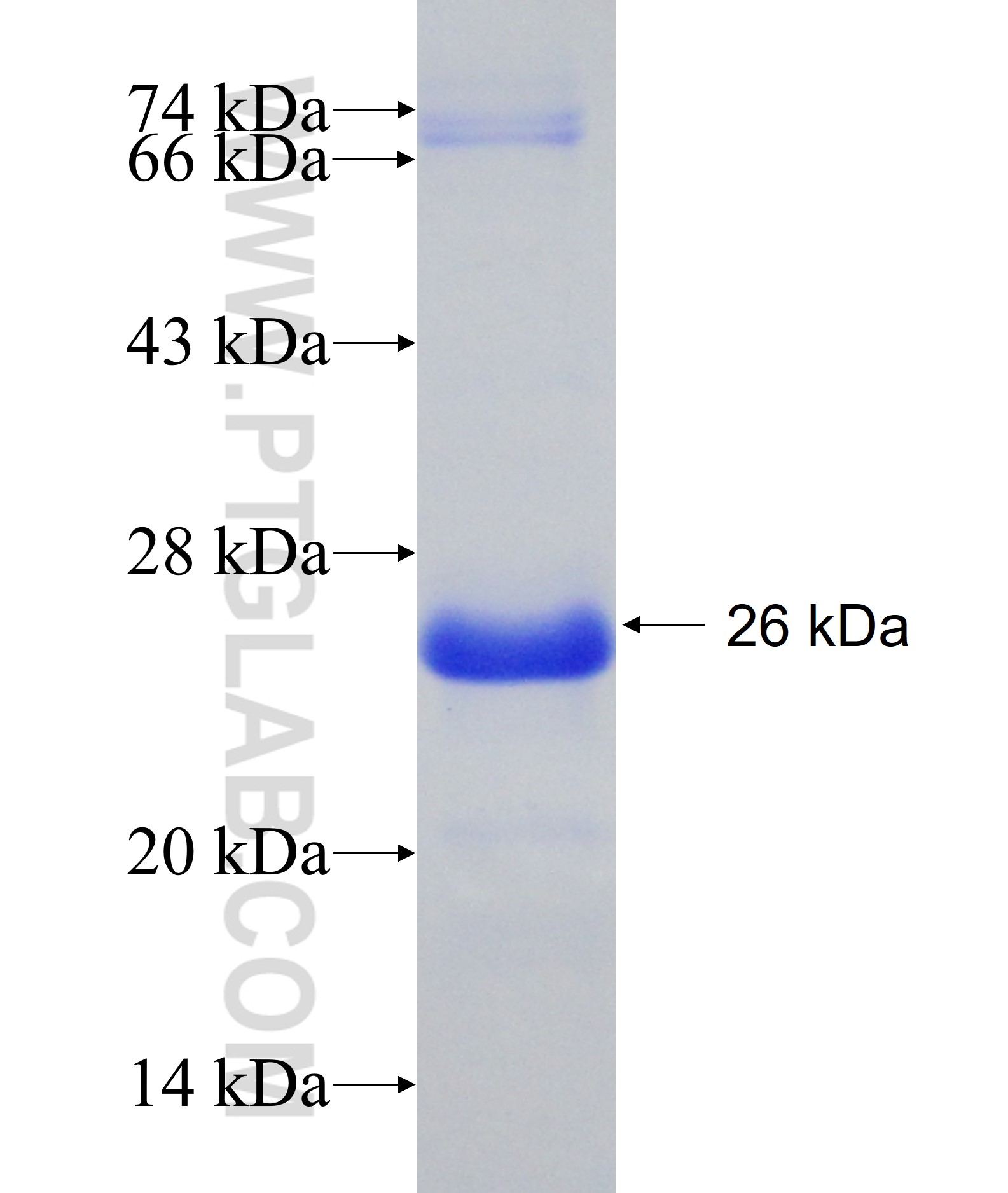 GMEB1 fusion protein Ag27714 SDS-PAGE