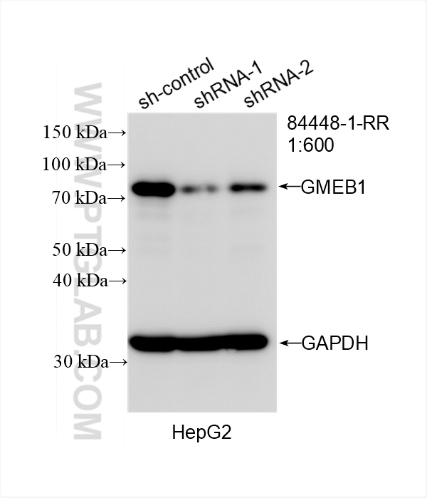WB result of GMEB1-Specific antibody (84448-1-RR; 1:600; incubated at room temperature for 1.5 hours) with sh-Control and sh-GMEB1-Specific transfected HepG2 cells. WB analysis of HepG2 using 84448-1-RR