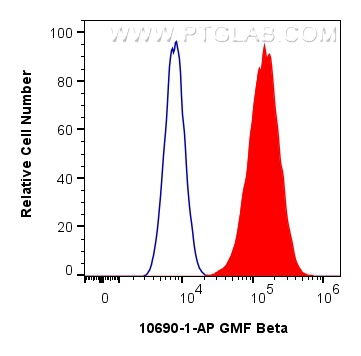GMF Beta