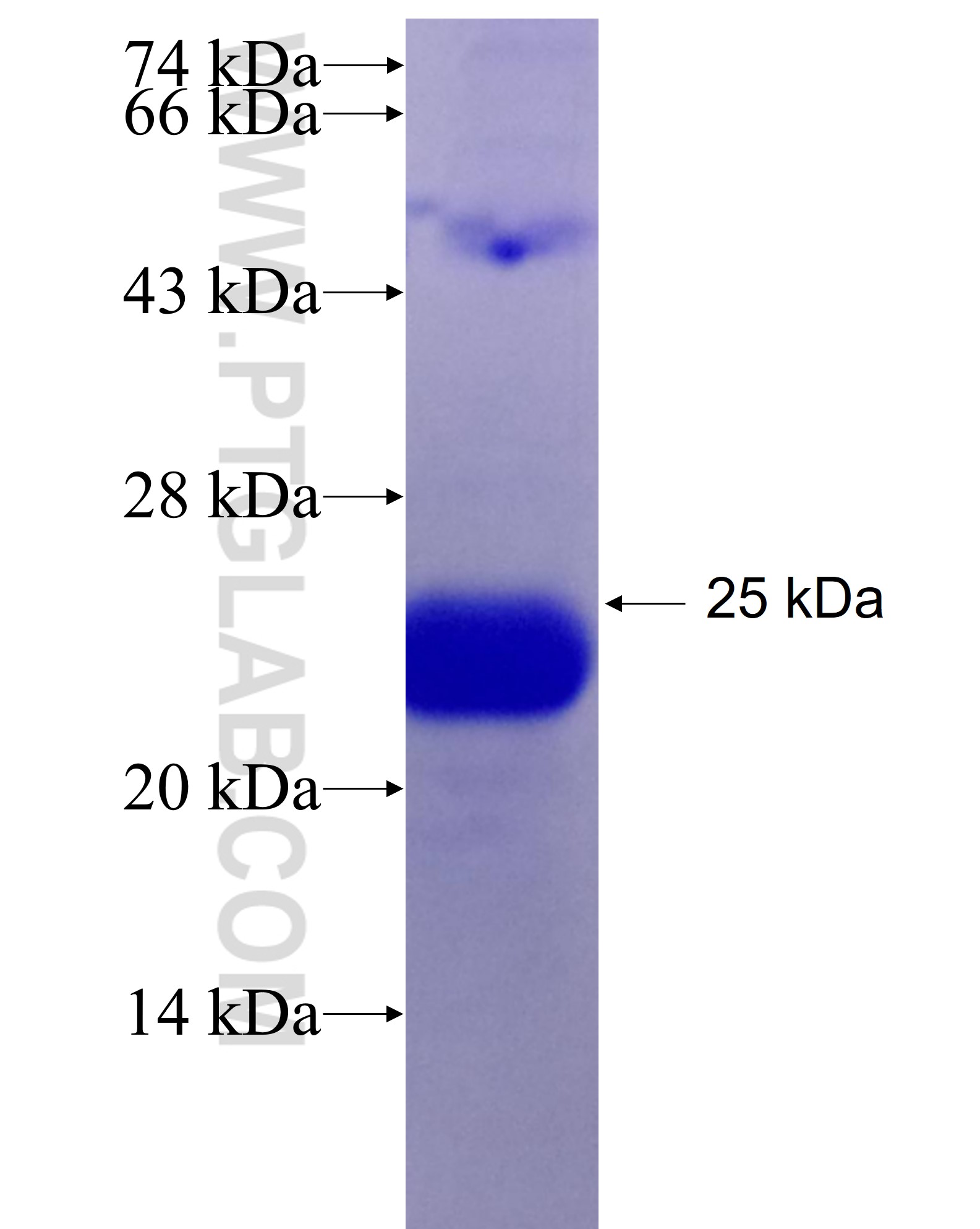 GMFB fusion protein Ag4400 SDS-PAGE