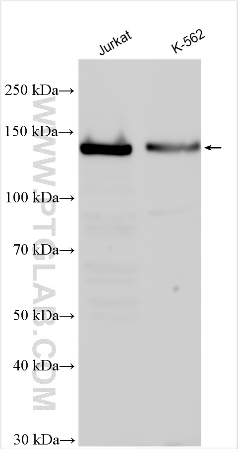 WB analysis using 25917-1-AP