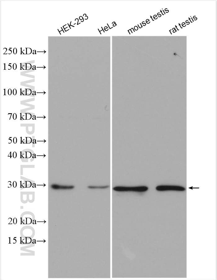 WB analysis using 10802-1-AP