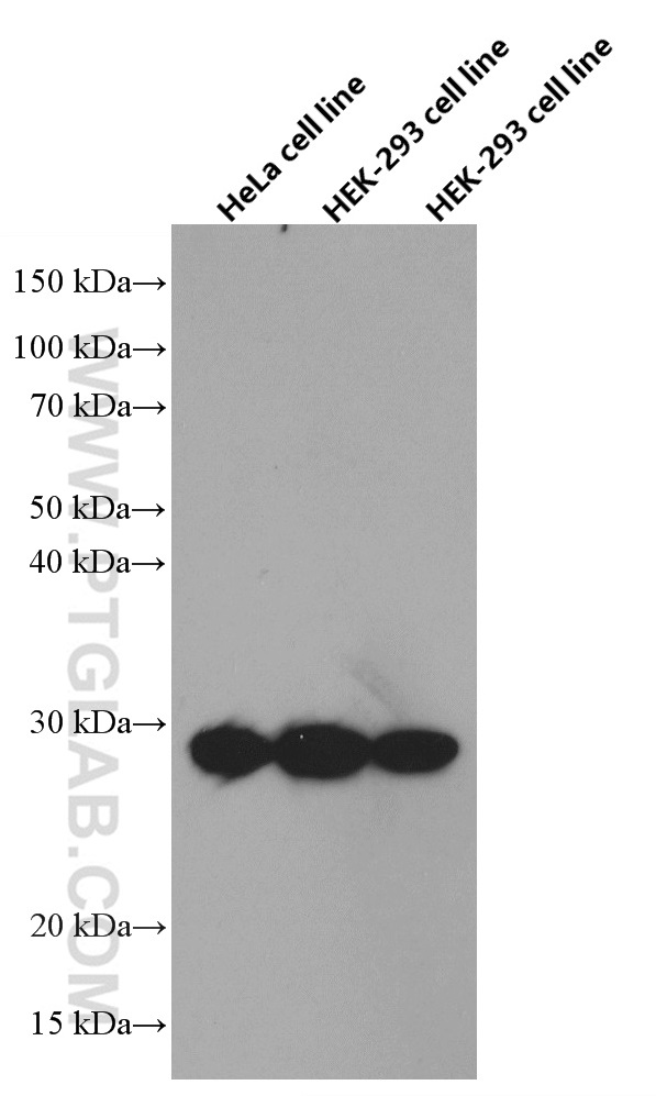 WB analysis using 66566-1-Ig