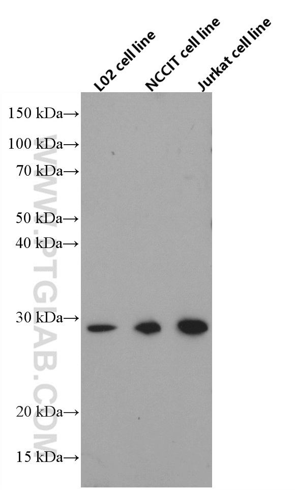 WB analysis using 66566-1-Ig