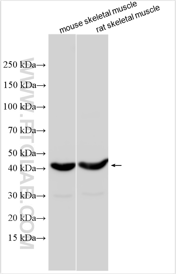 WB analysis using 15094-1-AP