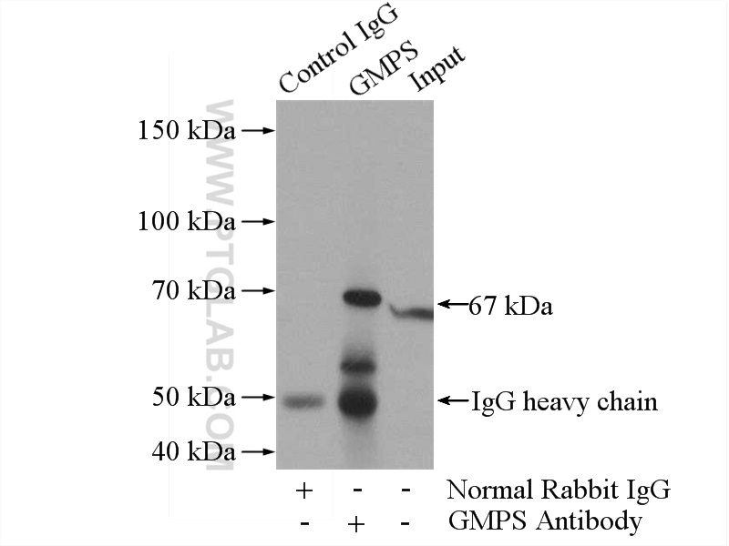 IP experiment of HeLa using 16376-1-AP