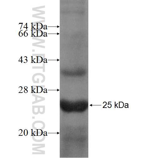 GNA11 fusion protein Ag8973 SDS-PAGE GNA11 fusion protein Ag8973 SDS-PAGE